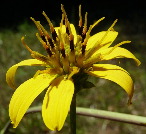 {Silphium compositum}
